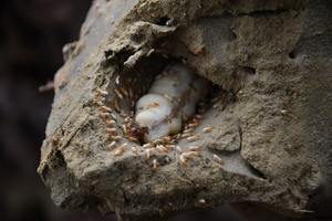 ​Termite Queen: How She Builds a Colony and Why Homeowners Rarely See Her cover