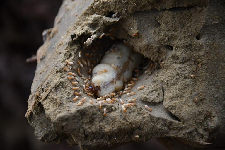 ​Termite Queen: How She Builds a Colony and Why Homeowners Rarely See Her cover