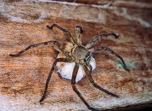 A giant wood spider, crab spider guarding a cocoon with offspring Huntsman spiders (Sparassidae, Palystes) preference for woody places. Island of Bunaken in Indonesia