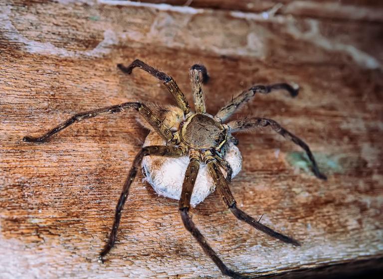 A giant wood spider, crab spider guarding a cocoon with offspring Huntsman spiders (Sparassidae, Palystes) preference for woody places. Island of Bunaken in Indonesia