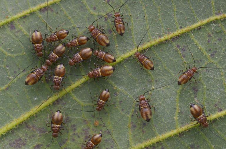 ​Booklice in Your Home: What These Tiny Bugs Reveal About Moisture cover