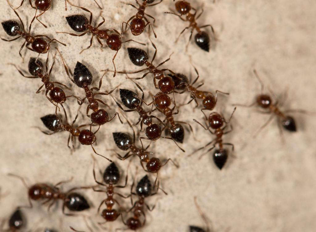 ants on the wall