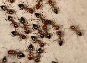 ants on the wall
