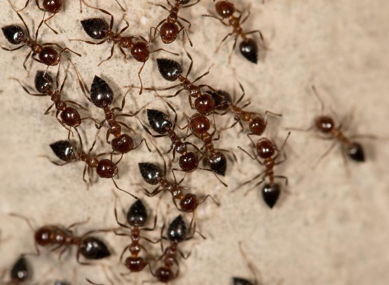 ants on the wall