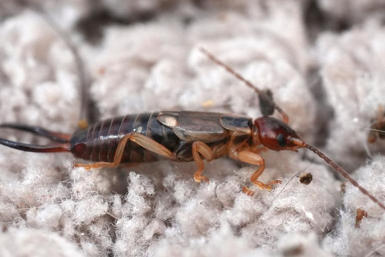 An extreme close-up of a common Common European earwig, known for its distinctive pincers, resting on a light-colored, fuzzy fabric surface. The mood is scientific and observational, suitable for educational or pest control topics