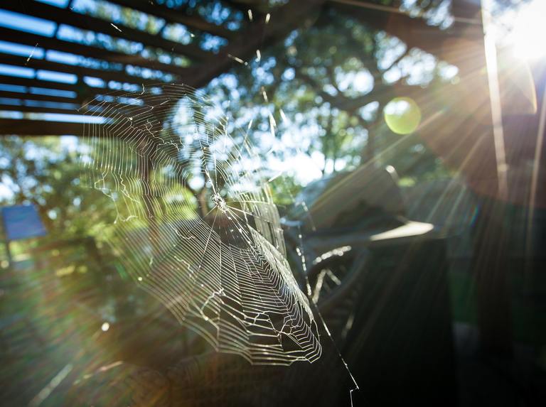 ​How to Keep Spiders Away When Webs Build Up Outside Your Home cover