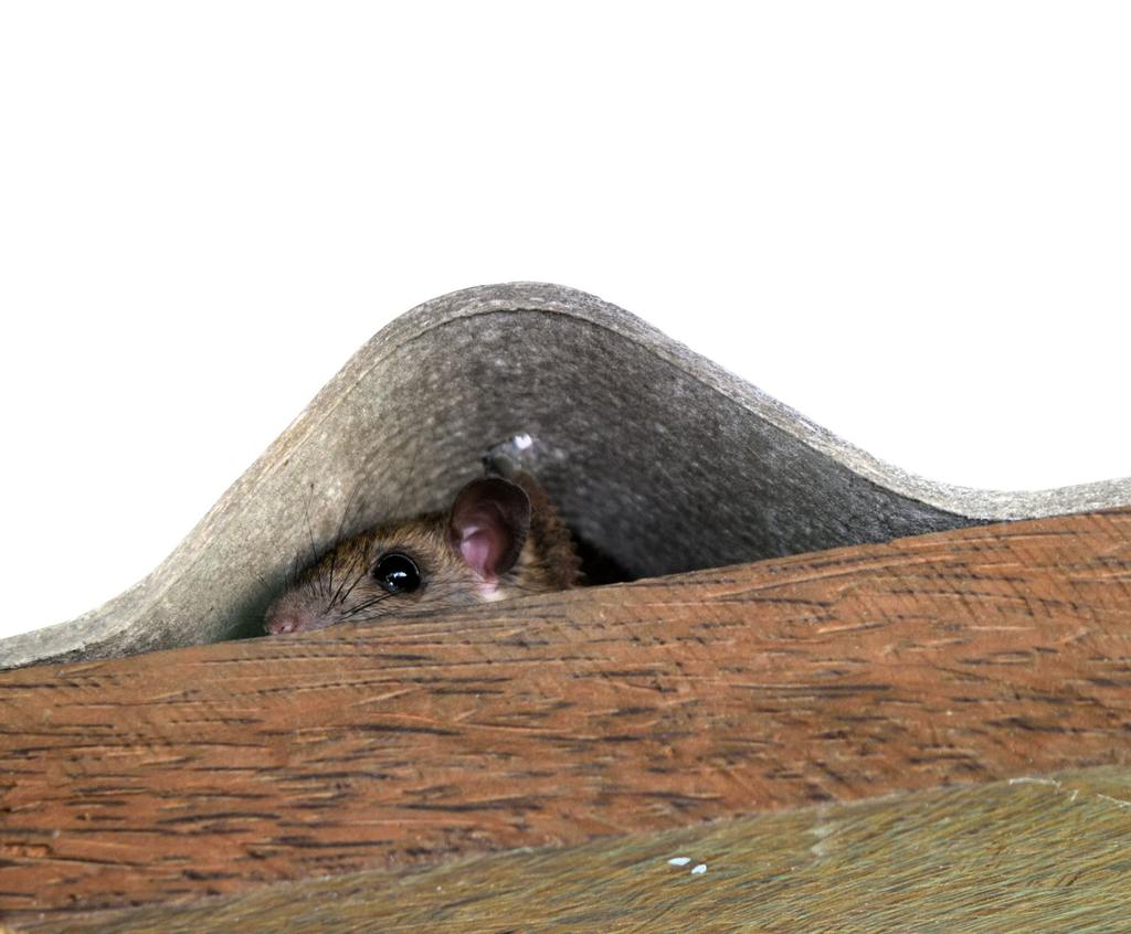 ​Roof Rat in Florida: Signs, Entry Points, and How to Protect Your Home cover