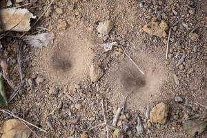 Closeup sand pit trap of an antlion larva.