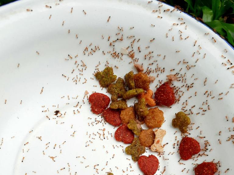 ​What Attracts Ants? Why They Follow Hidden Trails to Pet Food and Other Indoor Sources cover