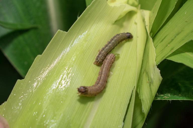 In the maize field, the armyworm attack the maize leaves, causing damage to the maize leaves, causing major losses to the maize itself. Maize is damaged by the fall armyworm Spodoptera frugiparda. attack of The fall armyworms on maize or corn crop.