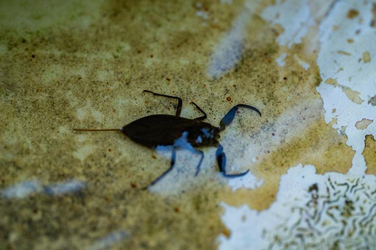 A close-up shot of a water scorpion Nepa cinerea swimming in shallow pond water, highlighting its unique pincer-like forelegs and breathing tube