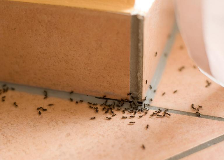 Why Ants are Some of the Most Fascinating Creatures cover