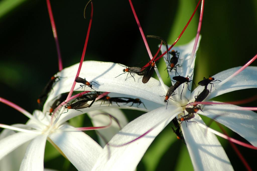 ​How to Get Rid of Love Bugs Around Your Home and Car cover