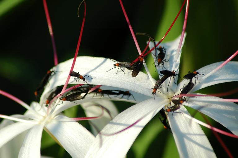 ​How to Get Rid of Love Bugs Around Your Home and Car cover