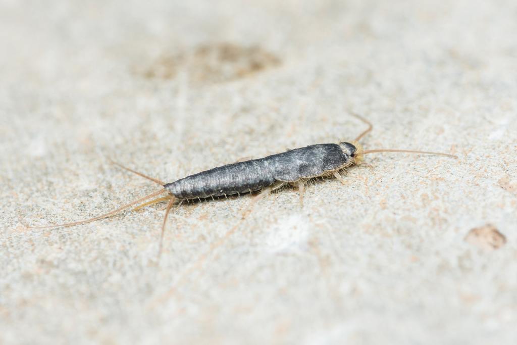 Close-up of a silverfish, lepisma saccharina, moving across a rough surface, highlighting its metallic appearance, delicate antennae, and segmented body