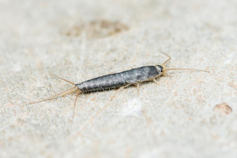 Close-up of a silverfish, lepisma saccharina, moving across a rough surface, highlighting its metallic appearance, delicate antennae, and segmented body