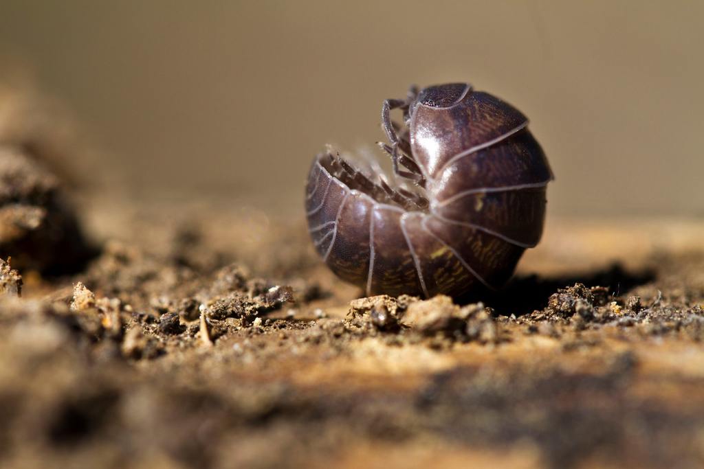 Pill Bugs in House: Why They Show Up and How to Keep Them Out cover