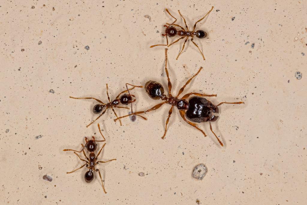 Adult Female Big-headed Ant of the Genus Pheidole