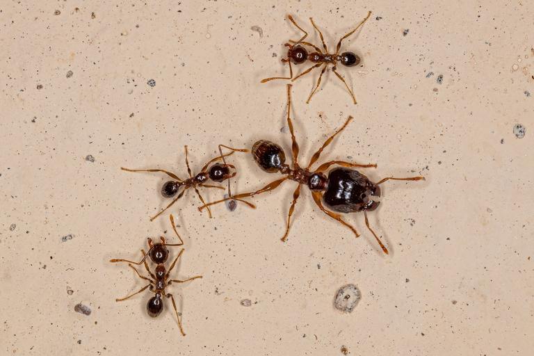 Adult Female Big-headed Ant of the Genus Pheidole