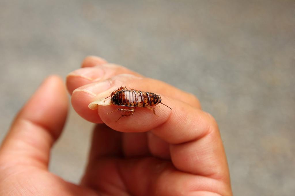​Do Cockroaches Bite? How to Read the Signs and Respond Safely cover